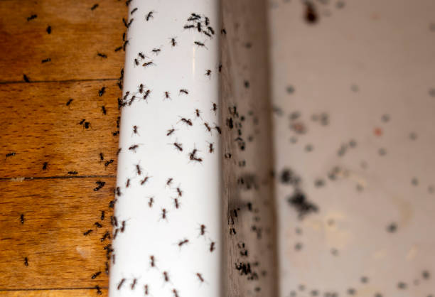 Best Ant Control Services  in Sheldon, IL