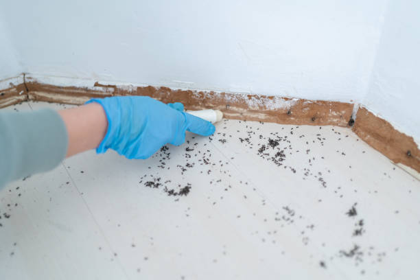 Best Cockroach Control Services  in Sheldon, IL